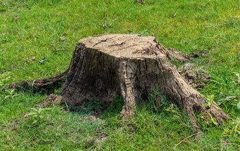 How To Cleanup After Stump Grinding (The Ultimate Guide)