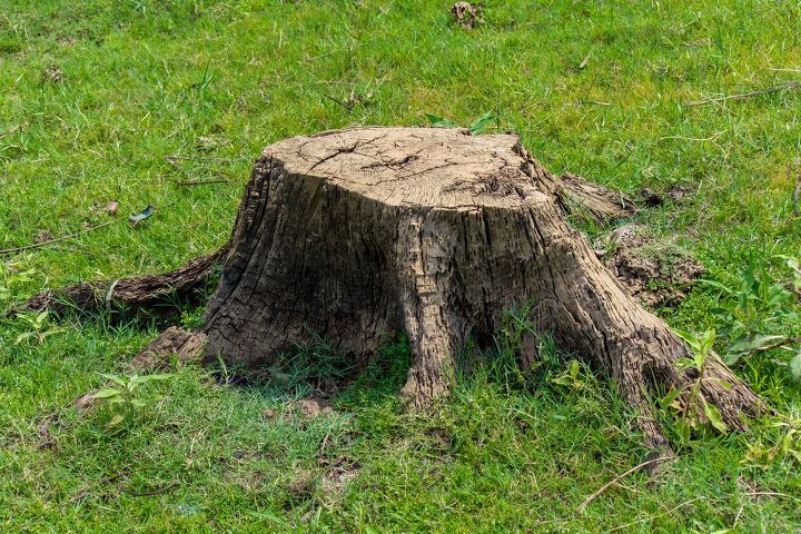 How To Cleanup After Stump Grinding (The Ultimate Guide)