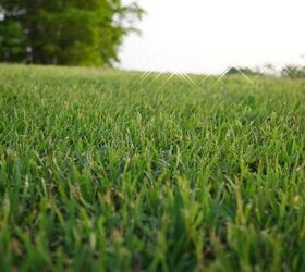 Bermuda Grass Vs Fescue: Which Is Right For Your Yard?