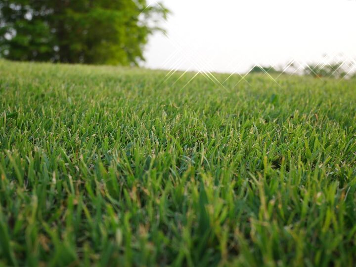 Bermuda Grass Vs Fescue: Which Is Right For Your Yard?