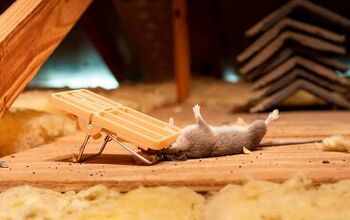 How Much Does It Cost To Remove Animals From The Attic?