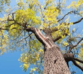 How Much Is A Black Walnut Tree Worth?