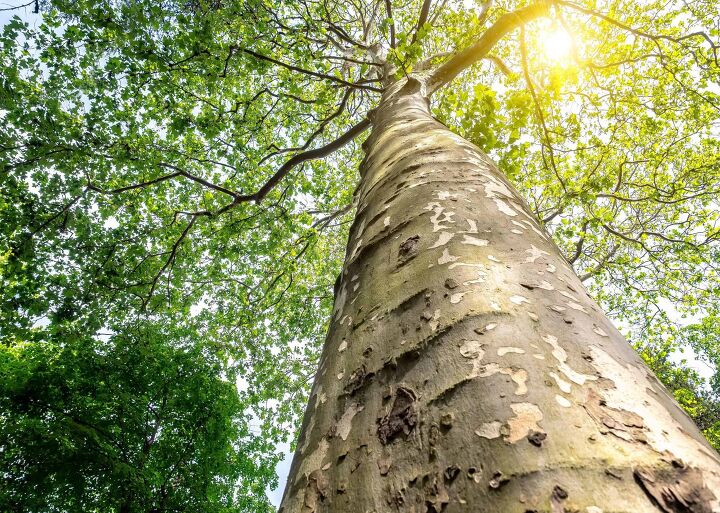 how long does it take for a tree to grow