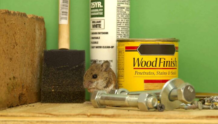 how to keep mice out of garage in 8 easy steps