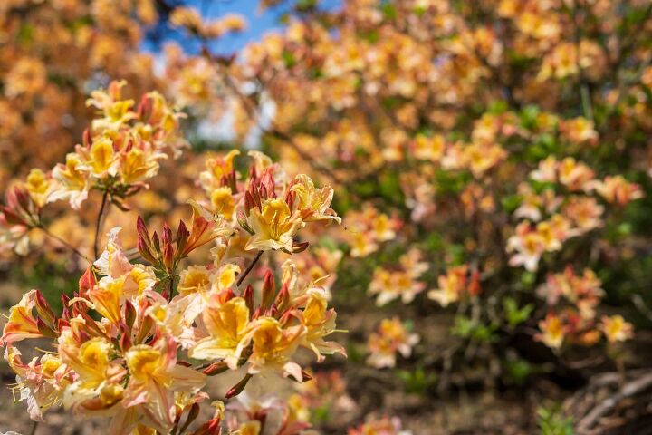 when to fertilize azaleas tips for best results