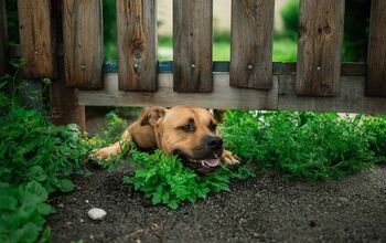 How To Stop A Dog From Digging Under Your Fence