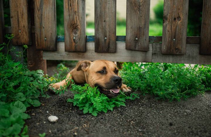 how to stop a dog from digging under your fence