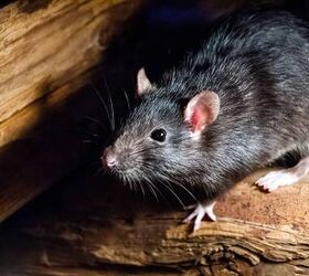 Does Bleach Keep Rats Away? (Find Out Now!)