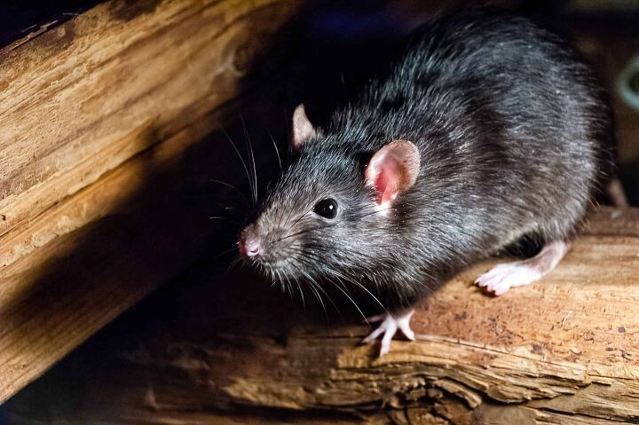 does bleach keep rats away find out now