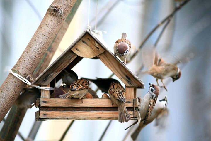 how do i protect my bird feeders from the rain