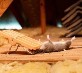 How to Get Rid of Mice in Attic With Blown Insulation