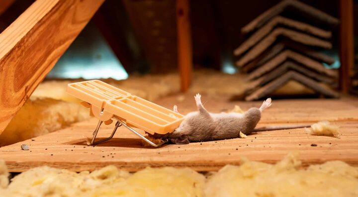 how to get rid of mice in attic with blown insulation