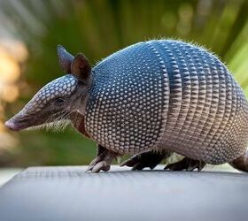 what attracts armadillos to your yard