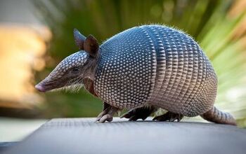 What Attracts Armadillos To Your Yard?