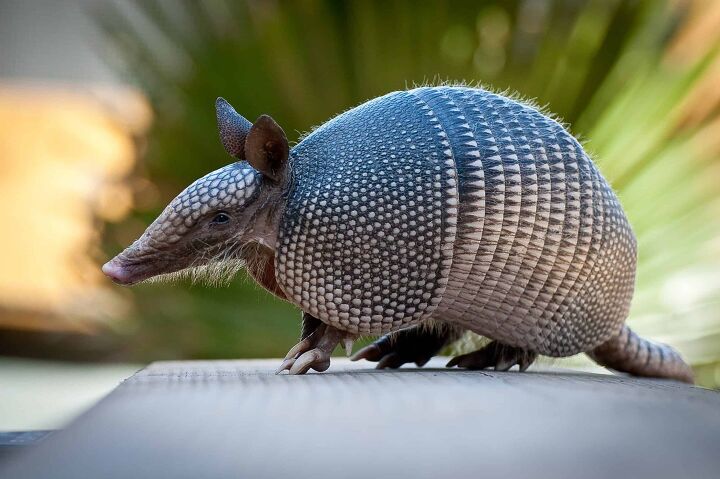 what attracts armadillos to your yard