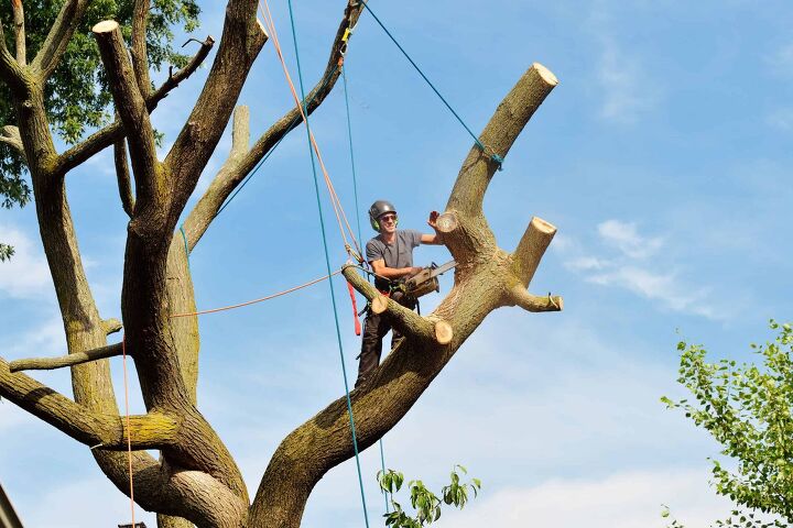 what is the cheapest time of year for tree removal