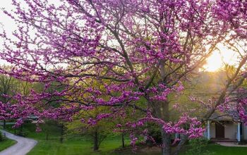 How Close To A House Can You Plant A Redbud Tree?