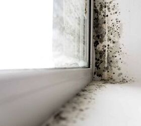 Can I Sue My Landlord For Mold?