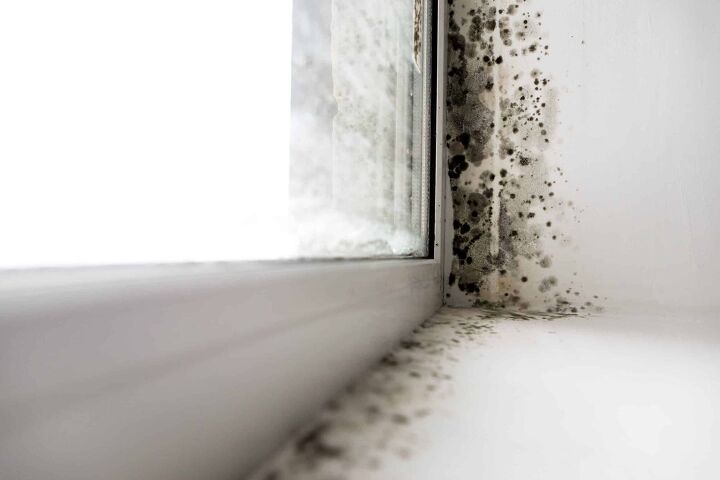 can i sue my landlord for mold