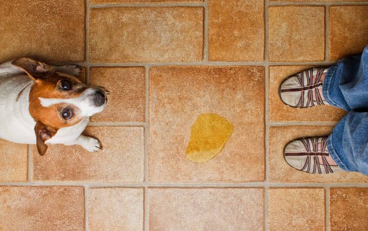 can dog pee ruin tile floors