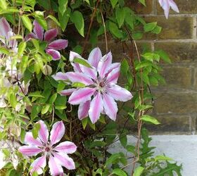 How Do I Prune A Nelly Moser Clematis?