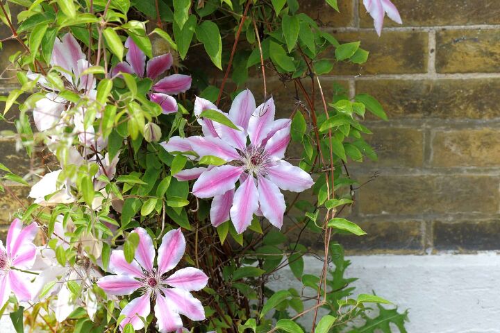 How Do I Prune A Nelly Moser Clematis?