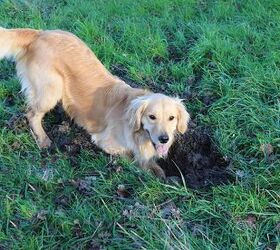 How To Fill Holes In The Yard From A Dog