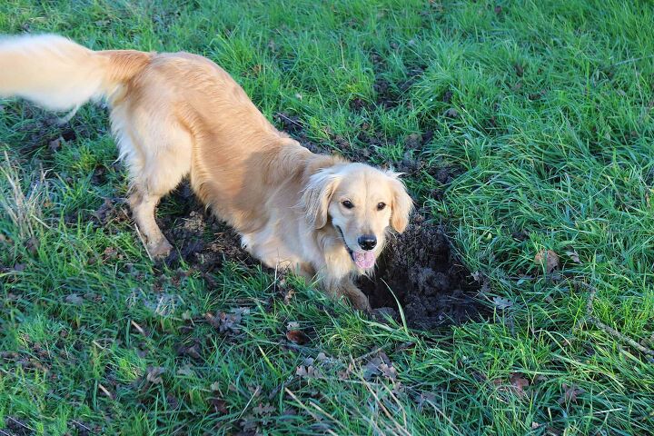 how to fill holes in the yard from a dog