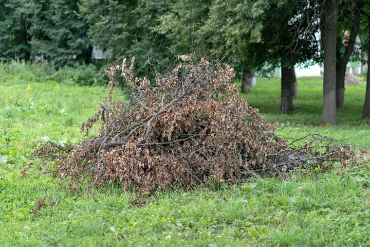 neighbor throwing branches into your yard do this now