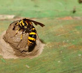 How To Keep Mud Daubers Away (5 Methods That Work)