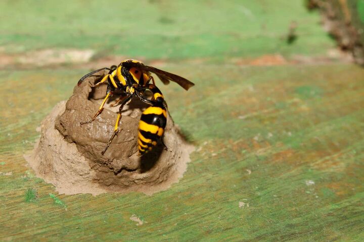 How To Keep Mud Daubers Away (5 Methods That Work)