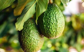 How Long Does It Take For An Avocado Tree To Bear Fruit?