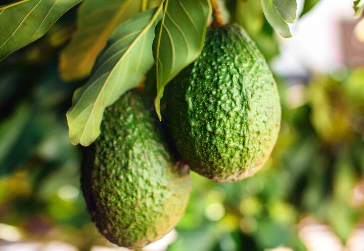 how long does it take for an avocado tree to bear fruit