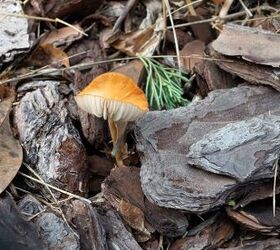 How To Get Rid Of Mushrooms In Mulch (Step-by-Step Guide)