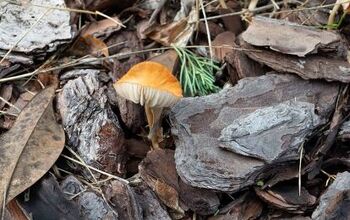How To Get Rid Of Mushrooms In Mulch (Step-by-Step Guide)