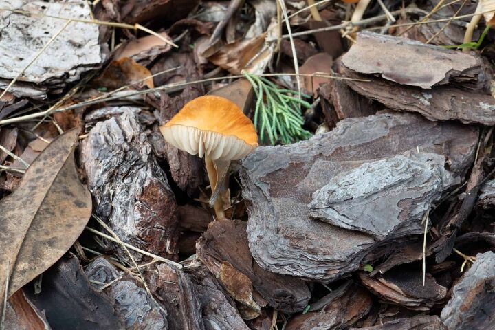 how to get rid of mushrooms in mulch step by step guide