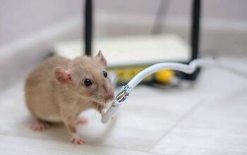 Can Rats Chew Through PEX Pipe? (Find Out Now!)