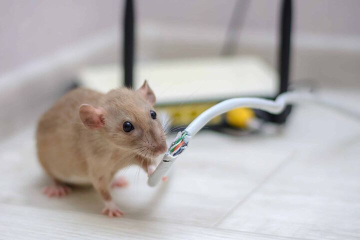 can rats chew through pex pipe find out now