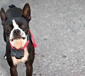 Combination invisible clearance fence bark collar