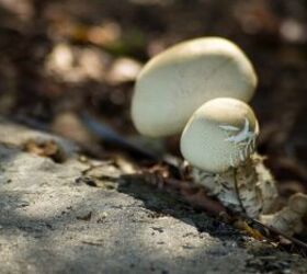 Mushrooms Growing Under Pavement? (5 Things To Do)