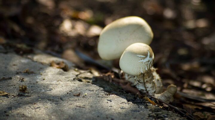 mushrooms growing under pavement 5 things to do