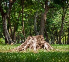How Much Does Tree Stump Removal Cost?