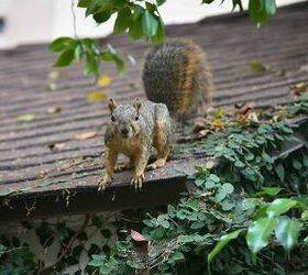 How To Keep Squirrels Off The Roof (4 Ways To Do It!)