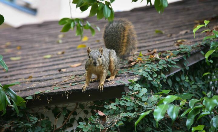 how to keep squirrels off the roof 4 ways to do it