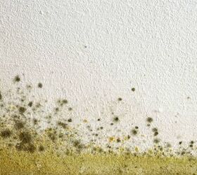 How Much Does A Mold Inspection Cost?