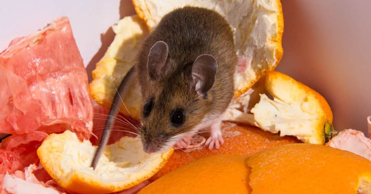 Can Mice Get Into A Refrigerator? (Find Out Now!) | Upgradedhome.com