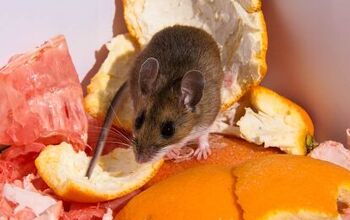 Can Mice Get Into A Refrigerator? (Find Out Now!)