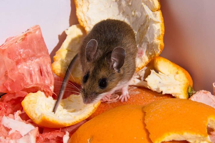 can mice get into a refrigerator find out now