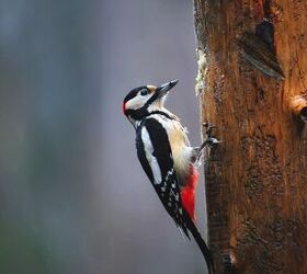 How To Get Rid Of Woodpeckers On Cedar Siding