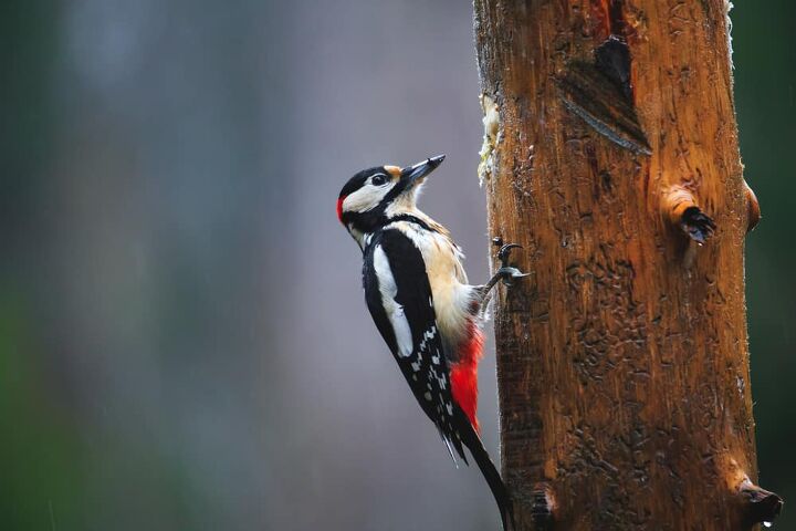 how to get rid of woodpeckers on cedar siding